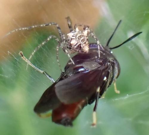 Ero (aphana-tuberculata)
